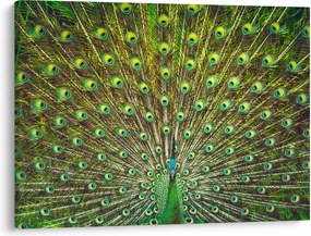 Tablou - Peacock (70x50 cm)
