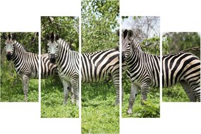 Tablou cu zebre (150x105 cm)