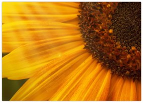 Tablou pe sticlă - Floarea-soarelui (70x50 cm)