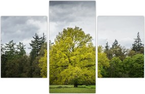 Tablou - Copac verde în câmp (90x60 cm)