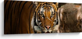 Tablou cu tigrul (cu ceas) (90x30 cm)