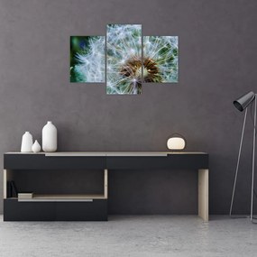 Tabloul cu păpădie desflorit (90x60 cm)