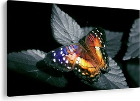 Tablou cu fluture (90x60 cm)
