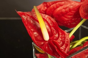 Aranjament floral mic decor festiv design LUX RED ANTHURIUM