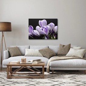 Tablou - Crocus violet (70x50 cm)