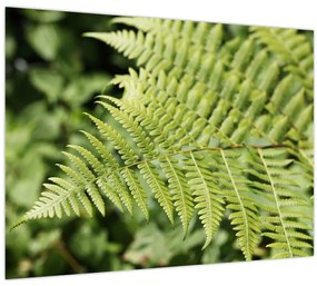 Tablou - Frunză de ferigă (70x50 cm)