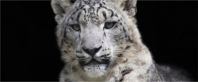 Tablou - Snow Leopard (120x50 cm)