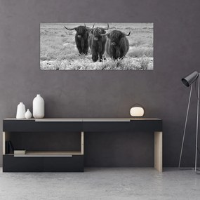Tablou - Vaci scoțiene (120x50 cm)