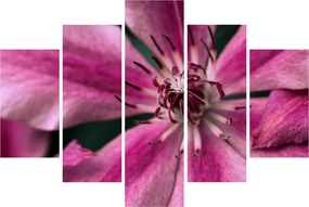 Tablou cu floarea roz de clematis (150x105 cm)