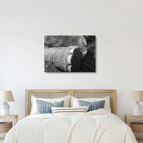 Tablou pe sticlă - Picior de elefant (70x50 cm)