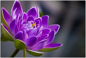 Tablou floarei (90x60 cm)