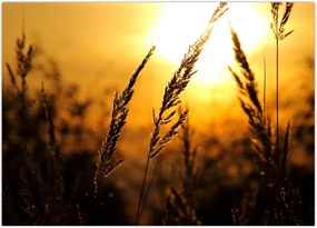 Tablou - Apus de soare (70x50 cm)