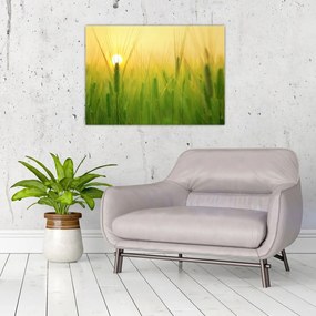 Tablou pe sticlă - Câmp cu cereale (70x50 cm)