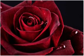 Tablou - Trandafir roșu (90x60 cm)