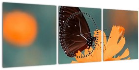 Tablou - fluture pe o floare portocalie (cu ceas) (90x30 cm)