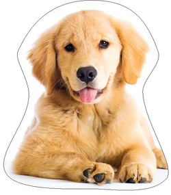 Câine Golden Retriver pernă decorativă 35x35 cm