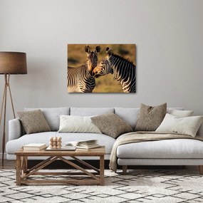 Tablou - Două zebre (70x50 cm)