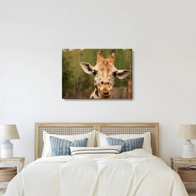 Tablou girafe (70x50 cm)