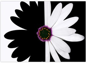 Tablou pe sticlă - Floare, alb- negru (70x50 cm)