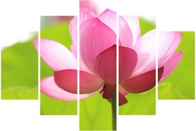 Tablou cu flori de lotus (150x105 cm)