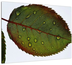 Tablou pe sticlă - Frunze de trandafir (70x50 cm)