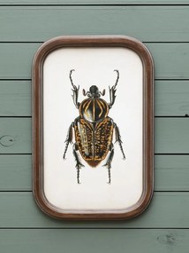 Set 9 tablouri cu insecte, cu rama din lemn de pin, Insects