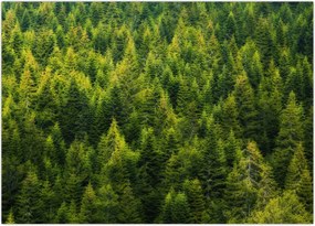 Tablou - Pădure deasă (70x50 cm)