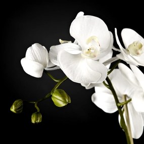 Aranjament floral ATOLLO 2 WITH PHALENOPSIS MEDIUM 1141262.95