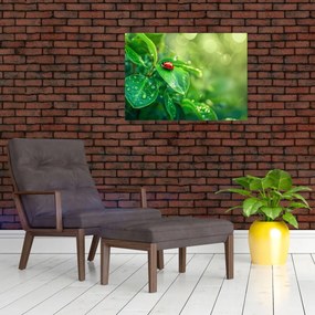 Tablou - Buburuza (70x50 cm)