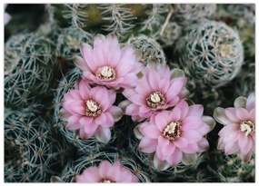 Tablou pe sticlă floare de cactus (70x50 cm)