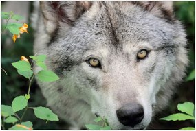 Tablou - Portret de lup (90x60 cm)