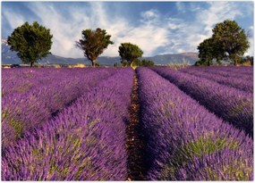 Tablou - câmp de lavandă și munți (70x50 cm)