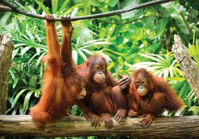 Fototapet - Orangutanii în junglă (254x184 cm), în 8 de alte dimensiuni noi