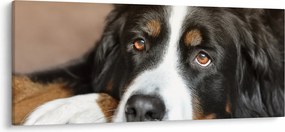 Tablou cu câine (120x50 cm)