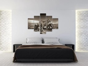 Tablou cu leii alb negri (150x105 cm)