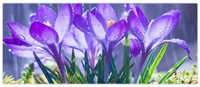 Tablou cuflori în ploaie (120x50 cm)