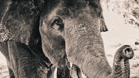Tablou Canvas Elefant - 90x60cm
