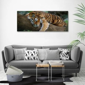 Tablou pe pânză Tiger pe un copac
