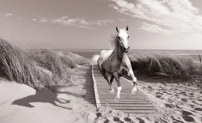 Fototapet - Galop pe plajă (254x184 cm)