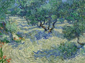 Reproducere Olive Orchard, Vincent van Gogh