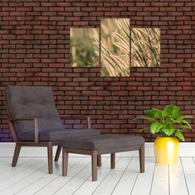 Tablou - Cereale (90x60 cm)