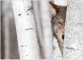 Tablou - Lup (70x50 cm)