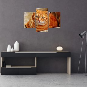 Tablou - Pisica tolenită (90x60 cm)