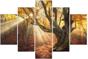 Tablou - Lumina de toamnă (150x105 cm)