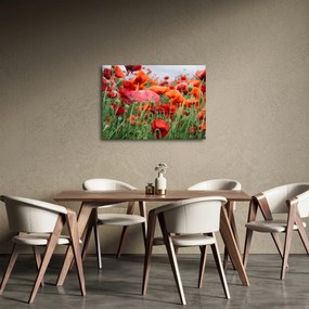Tablou din câmp cu maci (70x50 cm)