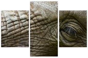 Tablou - Prim-planul ochiului de elefant vechi (90x60 cm)