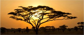 Tablou - Savana africană (120x50 cm)
