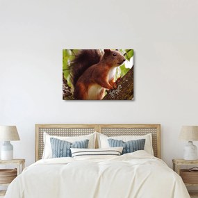 Tablou cu veverița (70x50 cm)