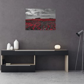 Tablou pe sticlă cu maci (70x50 cm)