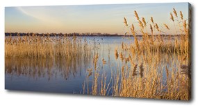 Print pe canvas Apă stuf